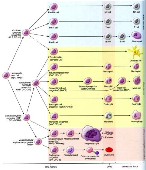 Hematopoieesi Hemopoieettinen kantasolu Yhteinen lymfoinen progenitorkantasolu Granulosyytti -monosyytti progenitor Yhteinen myeloinen progenitorkantasolu Megakaryosyytti-erytrosyytti progenitor