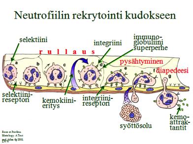 Normoblastilla on vielä tuma, mutta se ei enää pysty lisääntymään. Retikulosyyteillä ei ole tumaa, mutta vielä hieman ribosomeja.