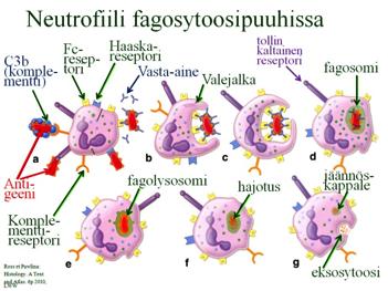 Neutrofiili tunnistaa ja fagosytoi joitakin rakenteita luonnostaan (kaavan tunnistus reseptori, pattern recognition receptor ja haaska- eli scavenger-reseptorit), mutta enimmäkseen sellaisia