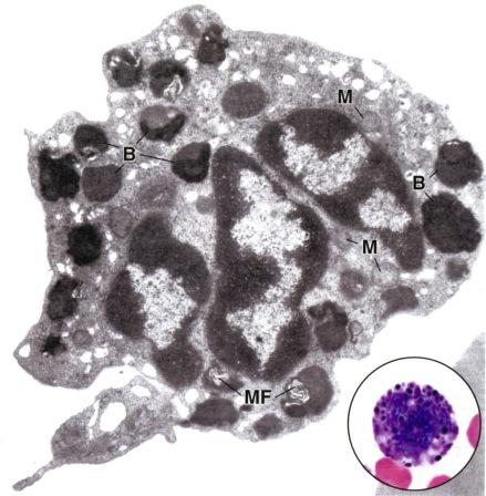 Basofiilit (granulosyytit, 0-2 % valkosoluista) ovat hyvin samantapaisia kuin sidekudoksen syöttösolu. Nämä solut eivät muutu toisikseen vaan ovat kaksi eri solupolulaatiota.