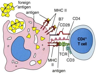 Sytotoksisen T-solun vieras proteiini Muuntunut solu MHC I Ainoastaan erityisillä antigeenin esittelijäsoluilla on MHC II kompleksi, jolla ne esittelevät löytämiään antigeeneja auttaja