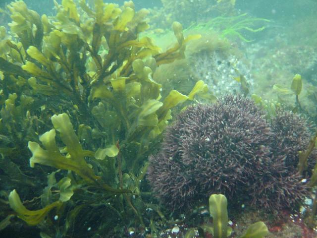 Syvyys Depth m Ectocarpus siliculosus Ceramium tenuicorne Sphacelaria arctica Furcellaria lumbricalis / Haarukkalevä Rakkolevä Vuodenaikaisia rihmamaisia leviä rakkolevän päällyskasvillisuutena