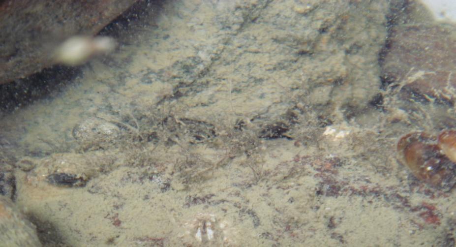 Sedimenttiä Puhdas pohja Kuva 54. Kalliopohja on suurimmaksi osaksi vesipatsaasta laskeutuneen kiintoaineen eli sedimentin (yhtenäinen nuoli) peitossa.