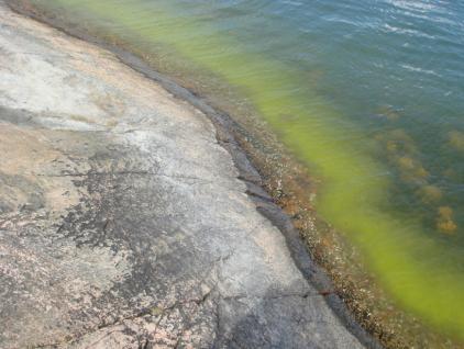 Se ottaa kasvuun tarvitsemansa ravinteet suoraan vesipatsaasta.