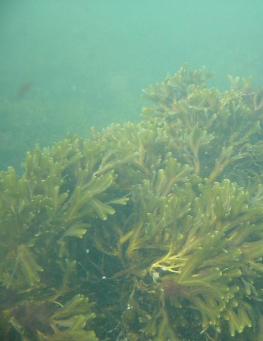 Syvyys Depth metriä (m) Syvyys Depth metriä (m) Rakkolevä (Fucus vesiculosus) Rakkolevä esiintyy pääosin avoimilla ja puoliavoimilla rannoilla.