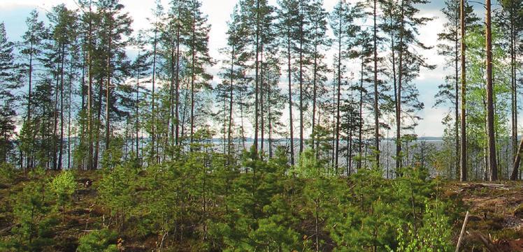 pimittauksille ja valmisteltiin päätöksentekoaineistoa työn hankinnalle. Vuoden 2016 alussa aloitettiin työt loppusijoituskapselien kelpoistamista varten.