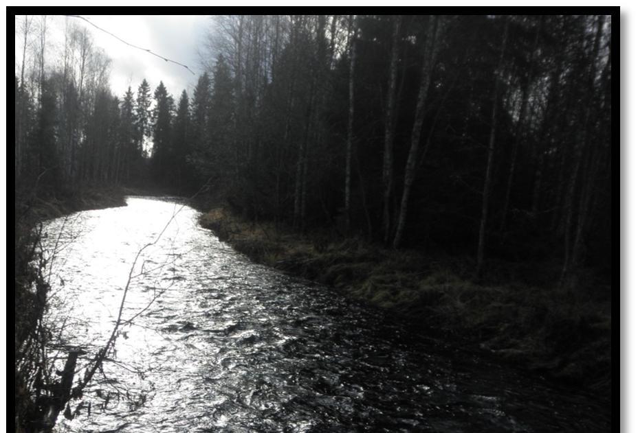 Kuvat 9a ja 9b: Moksinjoen Sileensuvannon tienoilta löytyy sileäksi perattua virtapaikkaa. Yli 20 vuotta sitten alueelta saatu kookkaampi taimen. Kuva: Jorma Raidan kokoelmat. 5.