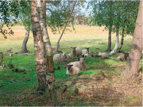 Mateenpyrstö on kasvillisuudeltaan monimuotoista, kasvilajeista mainittakoon upossarpio, mutayrtti ja nurmitatar. (Mahosenaho ja Översti 2003) Kuva 26. Lampaita Mateenpyrstön merenrantalaitumella.