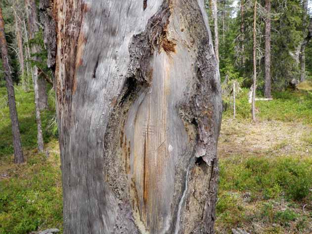 Kuva 140. Pilkkapuu Ojennusvaarassa.