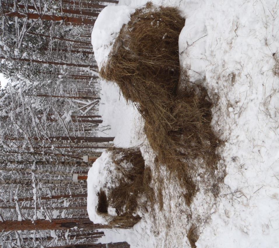 15 Kuva 1. Hirvien ruokintapaikka Muhoksella (Matala 2013). Kokeessa seurattiin hirvien ravinnonvalintaa, syöntimääriä ja niiden laatua.