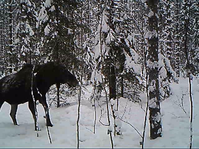 31 vähäistä, vaikka tarjotut puulajit ovatkin niille parhaiten kelpaavia.