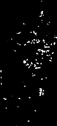 RUSUTJÄRVEN KASVI- ELÄINPLANKTON JA 0