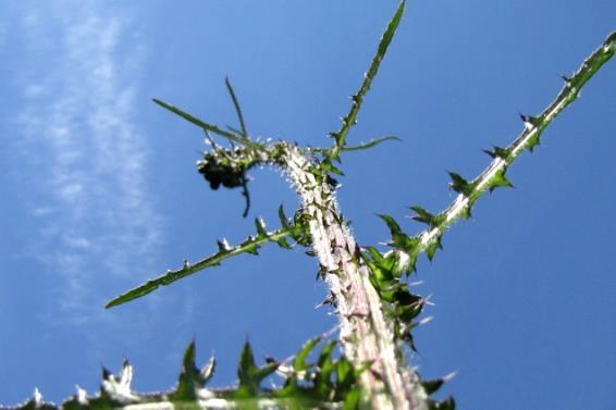 Suo-ohdake (Cirsium palustre) Lehtien flavonoidiyhdisteet aktivoivat ihosolujen kollageenisynteesiä potentiaalinen ihon hoitoon (Nazaruk &