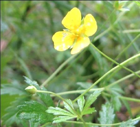 Rätvänä Potentilla erecta Juuriuute sisältää runsaasti tanniiniyhdisteitä (mm.