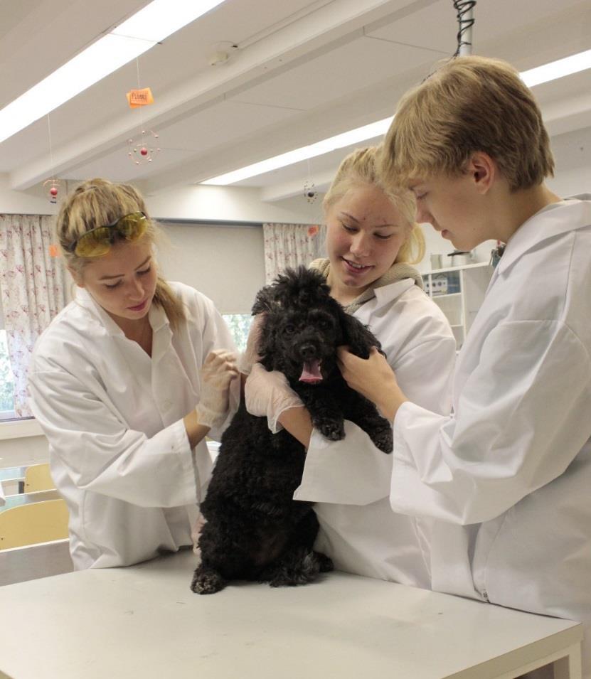 Hakeminen eläinlääketieteelliselle linjalle Hakeminen eläinlääketieteelliselle linjalle tapahtuu yhteishaun kautta opintopolku.fi sivustolla.
