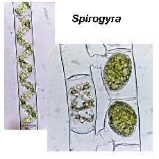 lampareista ('pools') bassilampareet: runsaasti levää ('luxuriant algae') mutulampareet: ei bassia, vähän levää