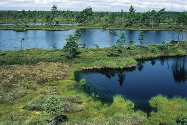 JUSSI KLEEMOLA KAUHAJOELLA ON JÄLJELLÄ SUURIA LUONNONTILAISIA KOHOSOITA. ISON KAIVONEVAN ALLIKOT JA SAMMALEET HEHKUVAT HEINÄKUISEN HELLEPÄIVÄN VALOSSA.