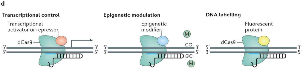 CRISPR mahdollisuuksia Nat Rev Neurosci.