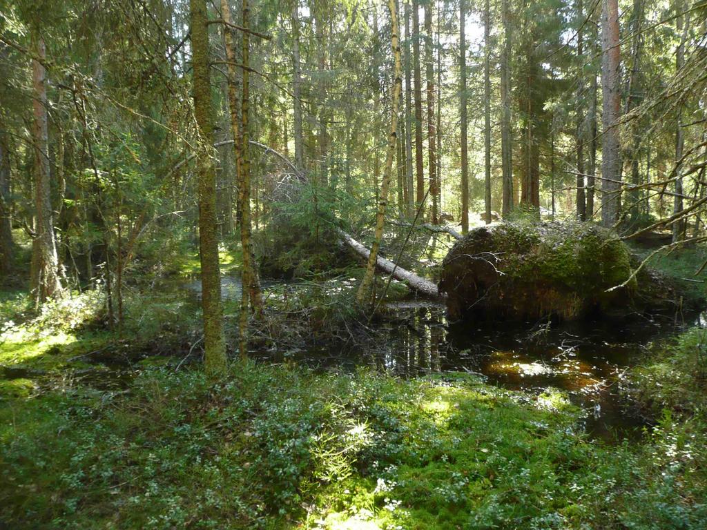 Solasaarentien eteläpuolinen niemi on puustorakenteeltaan erikoinen. Lehtomaisella kankaalla kasvaa melko tiheässä vanhoja järeitä mäntyjä, joiden alla kasvaa tiheänä nuorta kuusivaltaista puustoa.