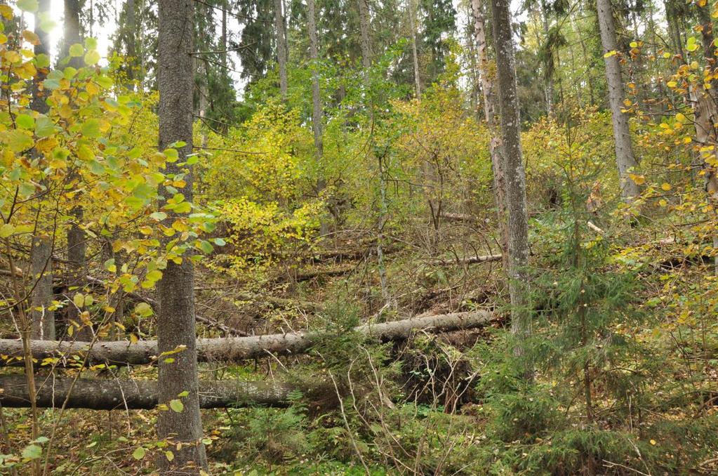 LIITE 1. Luontotyyppien kuviokohtaiset kuvaukset Kuvio 1.