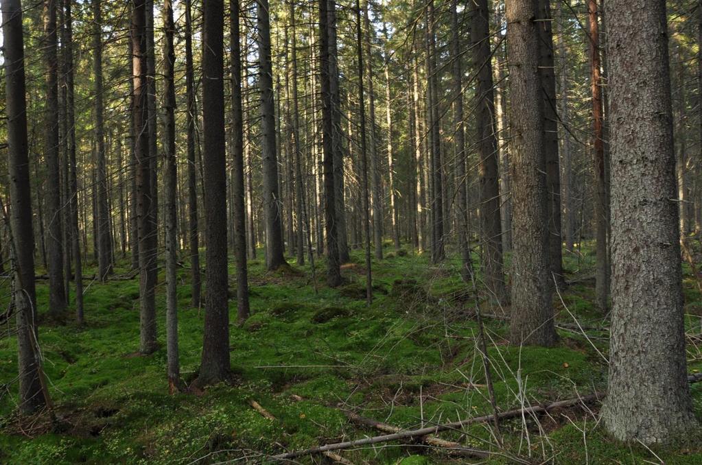 Kuvio 3. Luontotyyppi: kangaskorpi (ojikko), Natura-tyyppi: puustoiset suot (91D0) Ojitettu kangaskorpi, jonka puusto koostuu lähes yksinomaan järeistä kuusista.