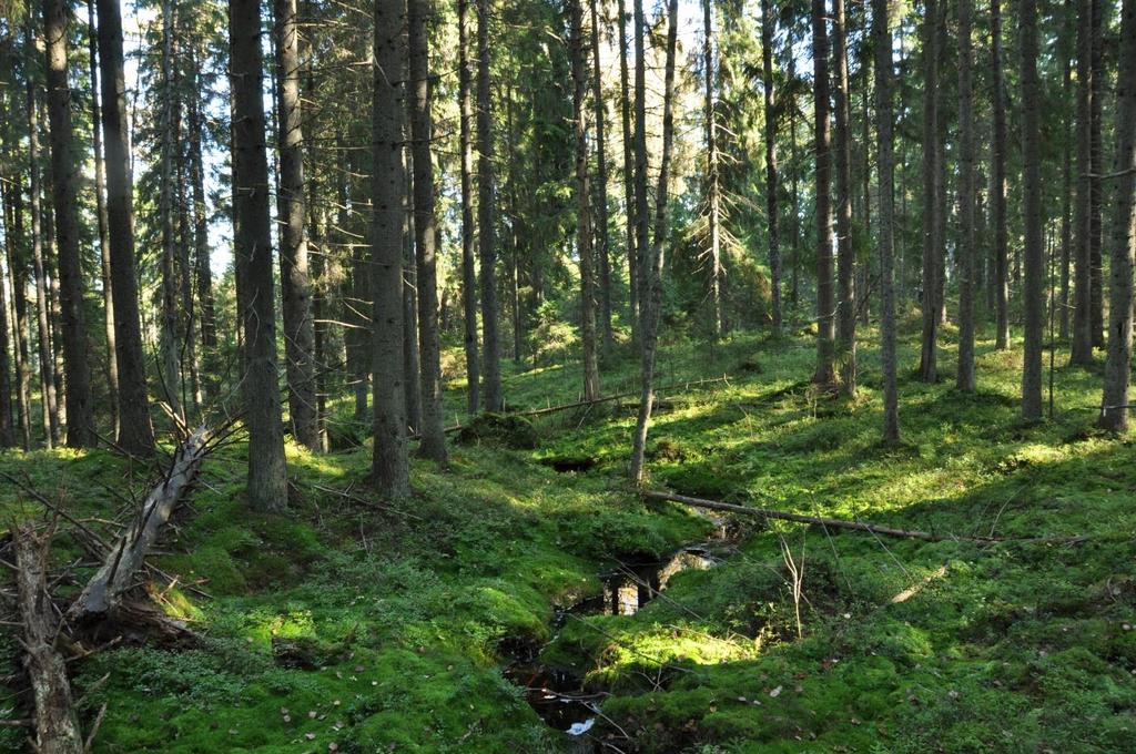 silmäke-, varvikko- ja punarahkasammalta. Kenttäkerroksen välipinnoilla esiintyy tupasvillamättäitä ja satunnaisesti jouhisaraa, mättäillä puolestaan mustikkaa ja puolukkaa, muttei rämevarpuja.