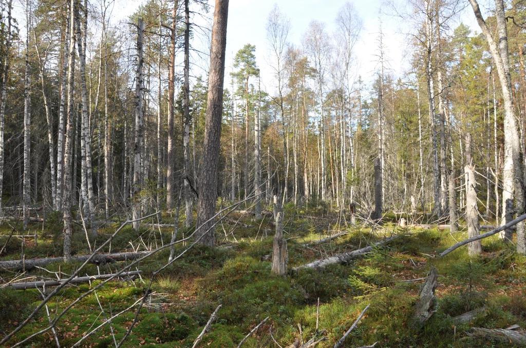 Rahkasammalten peittävyys on etenkin alueen keskellä suuri, mikä kertoo luontaisen vesitalouden palautumisesta. Lajeina pohjakerroksessa ovat lähinnä korpi- ja varvikkorahkasammal.