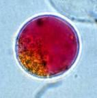 4CL, 4-coumaryl-CoA ligase; CHS, chalcone synthase; CHI, chalcone-flavanone isomerase; F3H, flavanone 3-hydroxylase; F3'H, flavonoid