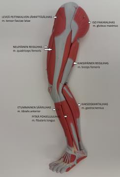 otsikko kuvassa teksti kertoja Lihasten Kuva alaraajan lihaksista. Alaraajan lihakset sivulta tutkiminen kuvattuna Lihasten tyhjä tausta Lihaksista tutkitaan: 21.