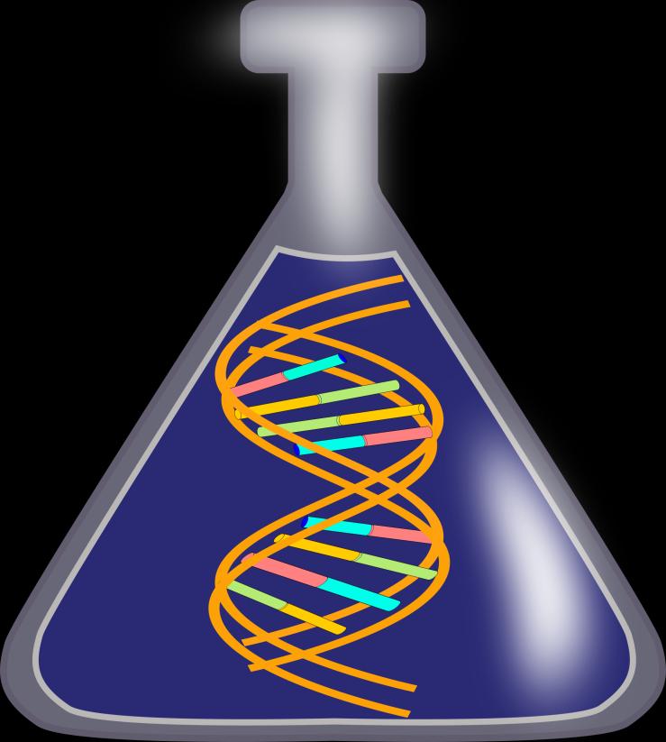 DNA Ahti Kopperi Ihmisessä on 30 biljoonaa solua. Solussa on useita osia, mm. tuma, jonka tehtävänä on säilyttää perinnöllistä aineistoa. Tuma sisältää kromosomipareja, joita ihmisellä on 23 kpl.