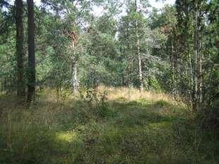 Rantakatu katkaisi metsän ja pihapuistojen yhteyden rantaan. Rantaviiva siirtyi kauemmas, kun työmailta tuotiin rantaan ylijäämämaita.