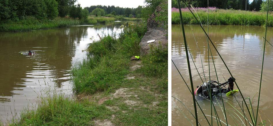 Linjan 8 kattama alue oli joitakin metrejä keskiuomasta vasempaan ruovikkoiseen rantaan päin. Kohteessa oli hiekkapohja ja vuollejokisimpukoita löytyi peräti seitsemän yksilöä. Taulukko 6.