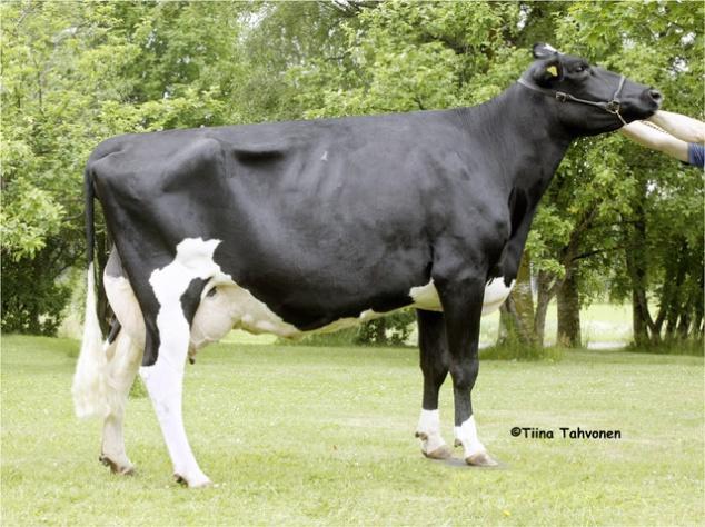 Holsteineja alettiin tuoda uudestaan vuonna 1962 Ruotsista ja Tanskasta. Holstein on maailman yleisin lypsyrotu. (Aro ym. 2007, 23.