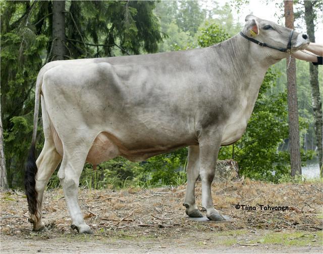 Jersey (Huitin Holstein [Viitattu 1.1.2012]). Brown swiss rotu on kotoisin Sveitsistä ja on väriltään harmaa.
