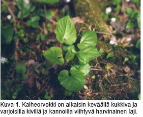 mutta toisaalta nämä melko tuoreet hakkuut sijaitsevat koillispuoleisella jyrkähköllä rinteellä, joten hakkuualueen vaikutus puron pienilmastolliseen tilaan ei ole mainittava.