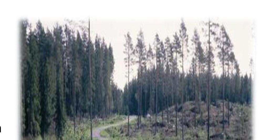 TuhkaTie hankkeessa kohteena metsätiet Metsäteiden määrä Suomessa Kaikkiaan 135 000 km metsäteitä 81 500 yksityismetsissä 60 % 32 000 valtion metsissä 24 % 21 500 yhtiöiden mailla 16 % Valtion