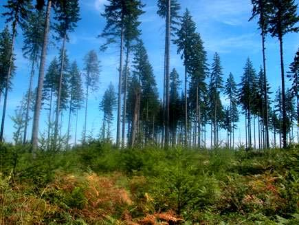 Metsäalueella eri metsädynamiikkaluokkia mukailevia