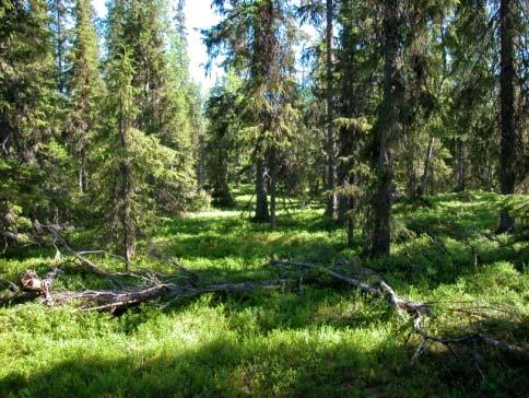 Näin metsien aluerakenne (karkea seula) säilyy mahdollisimman