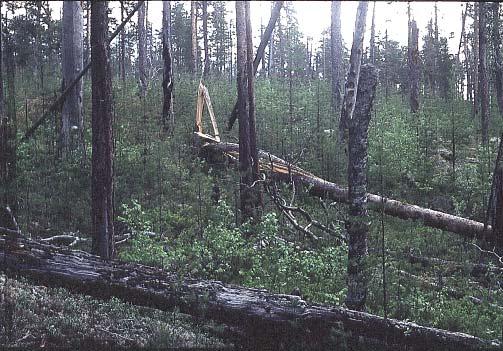 Metsän kätköissä. Edita).