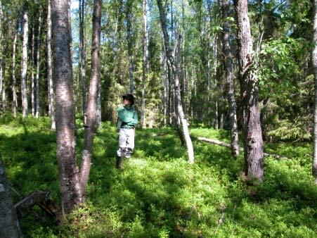 Kohorttidynamiikka Avohakkuu (Metsäpalo) Pienaukkodynamiikka