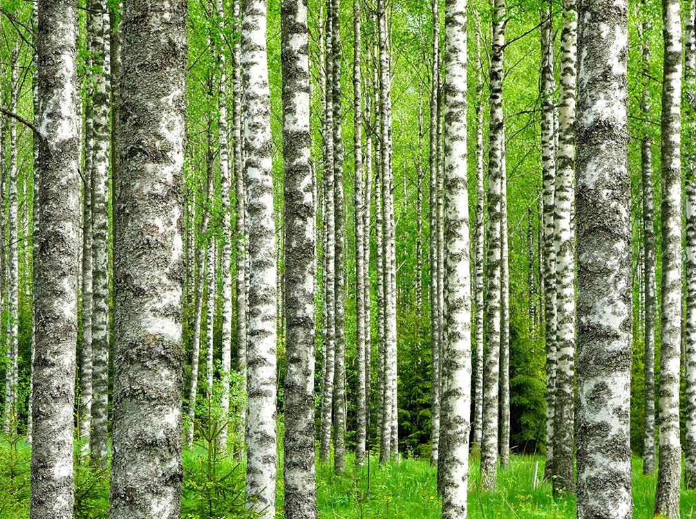 Katsaus käynnissä oleviin tuhkaa koskeviin tutkimus- ja