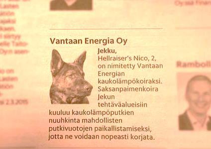 18 Vantaan Energia on virallisesti palkannut ensimmäisenä yrityksenä Suomessa kaukolämpövuotojen etsintään koulutetun koiran (KUVA 7). Koiran omistaja on Putkikoira Oy:n perustaja Esa Puolakka.