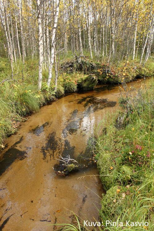 Purojen kunnostustarvetta aiheuttavia tekijöitä Ojitusten mukana tuleva kiintoaine tukkii kutupaikkoja ja ravinnekuormitus