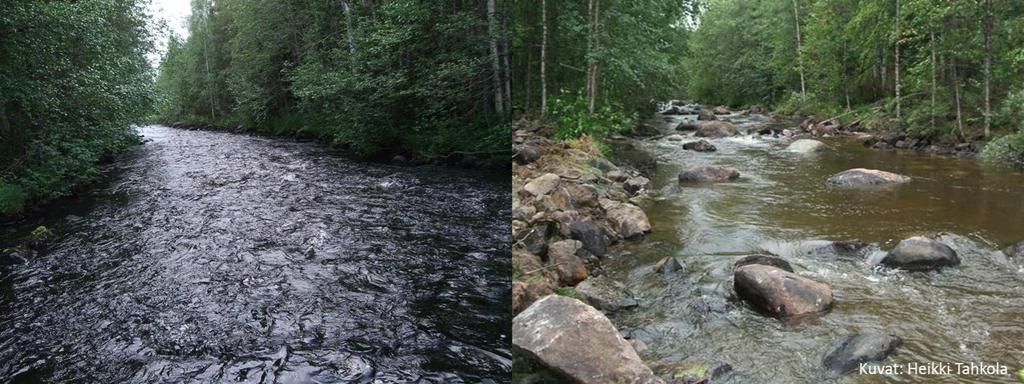 Perattu uoma on tasasyvyinen ja -levyinen ja uomasta puuttuvat kivet ja puuaines. Peratussa uomassa ei ole eliöille kuten kaloille tärkeitä elinympäristöjä.