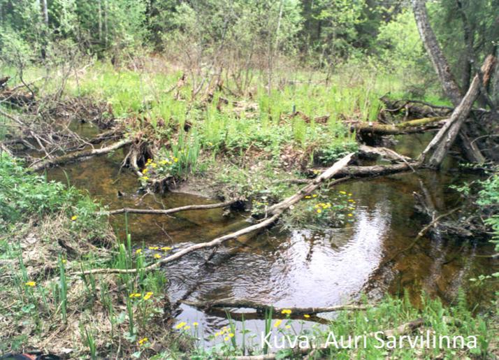 Luonnontilaisen puron tunnusmerkkejä purossa on mutkittelua, tulvatasanteita, leveysvaihteluja, puu- ja kiviainesta ja