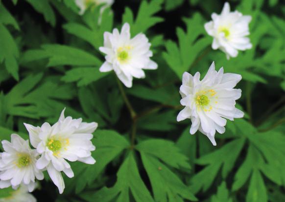 Kerrannaisilla terälehdillä koreileva A. nemorosa f. pleniflora on yksi lukuisista kotimaan luonnosta löytyneistä valkovuokon muodoista.