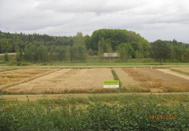 Kevätvehnälajikkeet havaintoruuduilla 2013 Sato kg/ha Kasvuaika pv Lämpösumma Lako % Pituus cm Tjp g