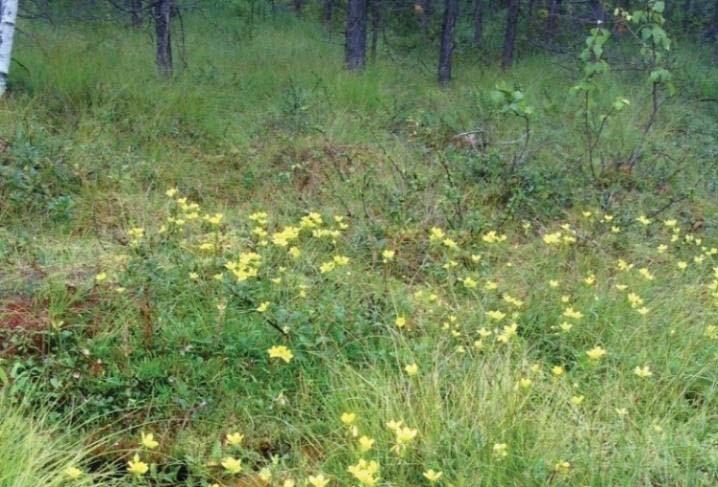 12 Northland Resources Inc. kahdelta kuviolta (k. 172, 180) pieniltä ketomaisilta kasvupaikoilta. Melko harvinainen punakonnanmarja (Actaea erythrocarpa) kasvaa lehtomaisen kankaan rinteessä (k. 230).