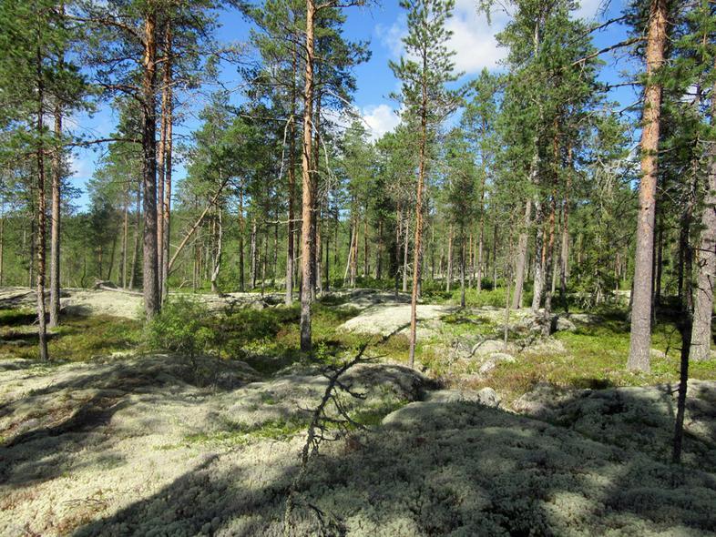 Riihisaaren.
