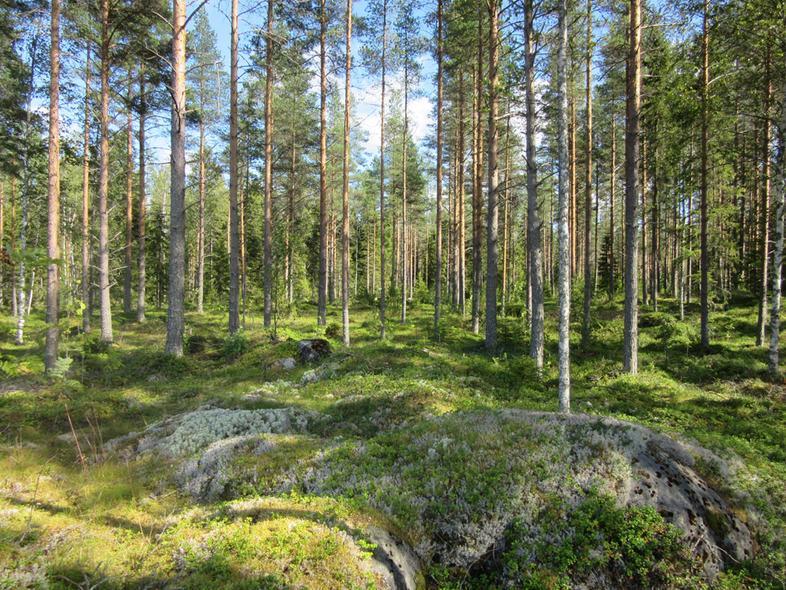 8 Alueelle tyypillistä kallioista